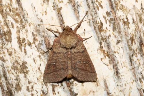 Mythimna turca
